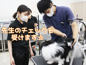 学校のモデル犬とトリミングをがんばっています♪